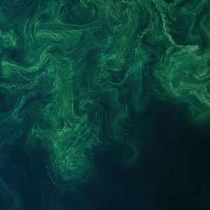Fitoplanktono klestėjimas Baltijos jūroje